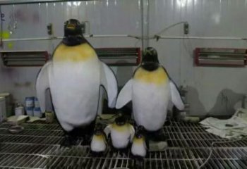 風(fēng)景區(qū)玻璃鋼企鵝雕塑 售樓處廣場雕塑 仿古擺件