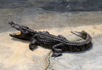 仿古玻璃鋼鱷魚雕塑 庭院彩繪雕塑 田間小品