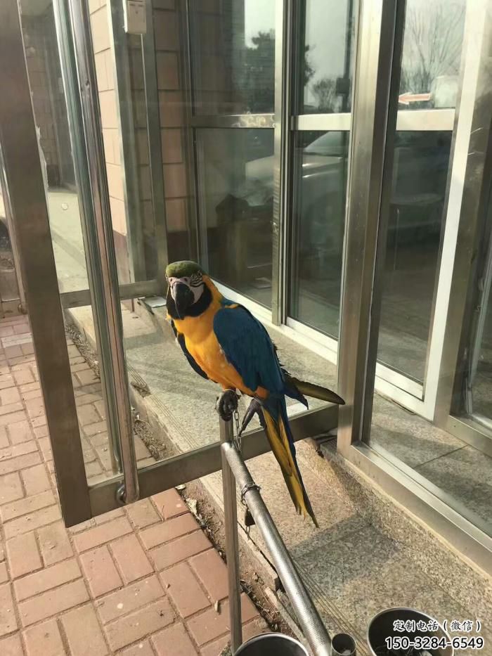 大型不銹鋼鸚鵡雕塑 步行街宣傳雕塑 仿真擺件