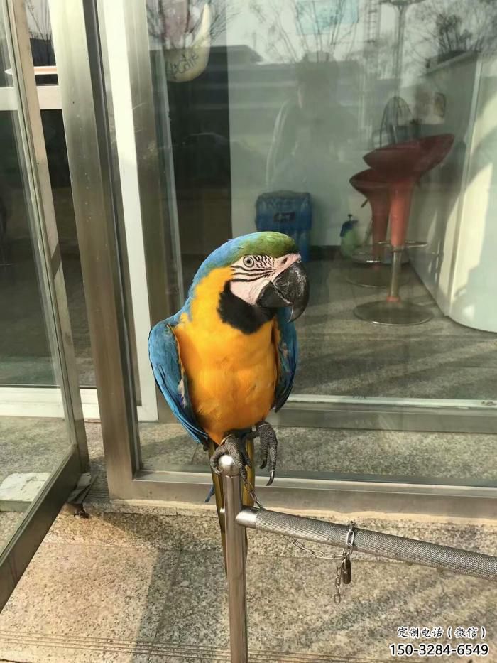 幾何鸚鵡雕塑 庭院仿真雕塑 彩繪擺件