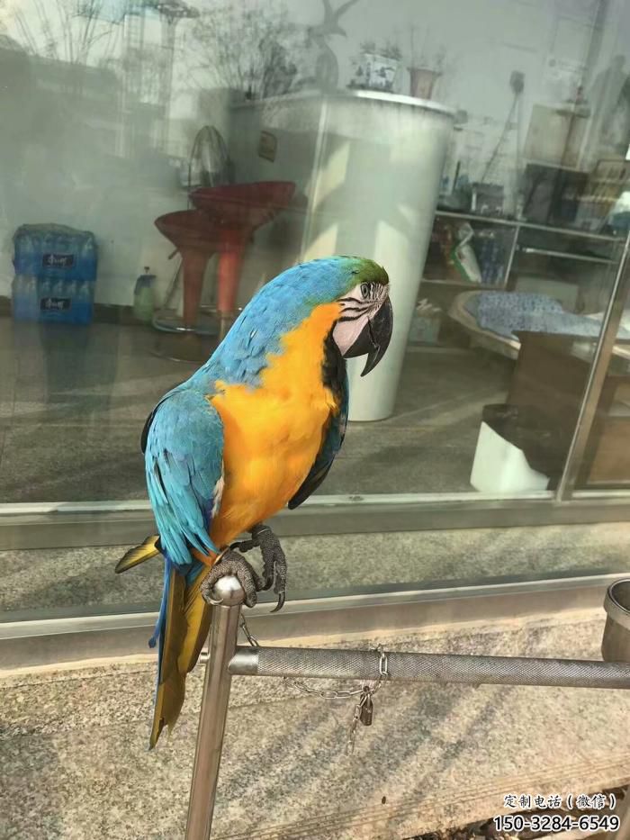 承接鸚鵡雕塑，鳥禽擺件，彩繪仿真工藝