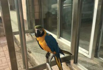 大型不銹鋼鸚鵡雕塑 步行街宣傳雕塑 仿真擺件