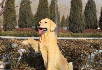 室內哈巴狗雕塑，拉絲海洋雕塑，抽象效果