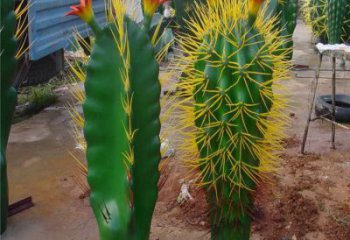 彩繪仙人掌雕塑 仿真雕塑 步行街?jǐn)[件