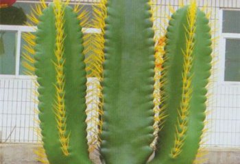 尖草坪庭院仙人掌雕塑